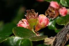 Cotoneaster hjelmqvistii