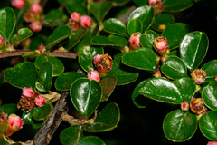 Cotoneaster hjelmqvistii