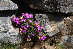 Primula hirsuta