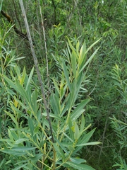 Salix vinogradovii