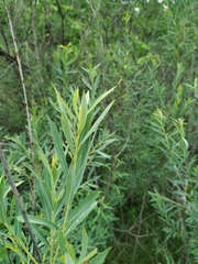 Salix vinogradovii
