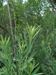 Salix vinogradovii