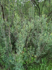 Salix vinogradovii