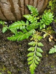 Asplenium pekinense