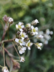 Capsella bursa-pastoris