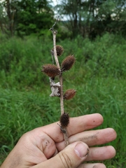 Xanthium orientale riparium