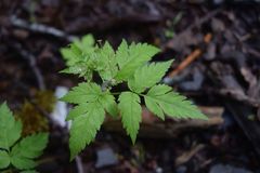 Osmorhiza purpurea