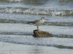 Tringa brevipes