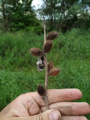 Xanthium orientale riparium