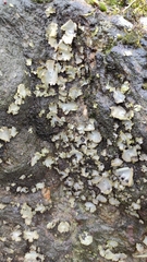 Umbilicaria hirsuta