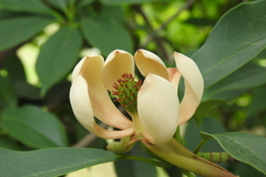 Magnolia conifera