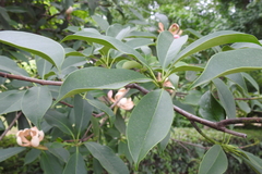 Magnolia conifera