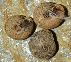 Microxeromagna lowei