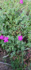 Silene acutifolia