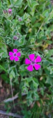 Silene acutifolia