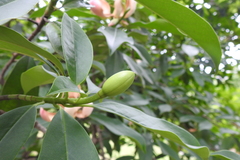 Magnolia conifera