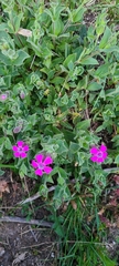Silene acutifolia