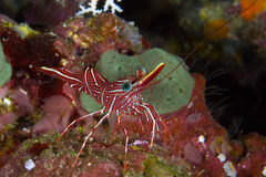 Rhynchocinetes durbanensis