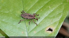 Sphenocorynes kosempoensis