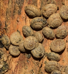 Microxeromagna lowei