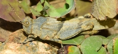 Sphingonotus lluciapomaresi