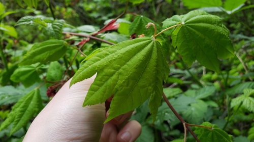 Acer circinatum