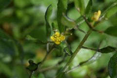 Draba grandis