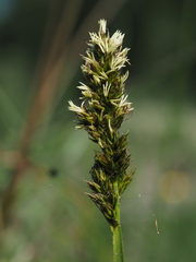 Carex vulpina