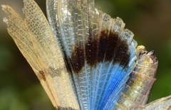 Sphingonotus lluciapomaresi