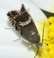 Grapholita internana