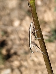 Lixus anguinus