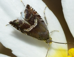 Grapholita internana
