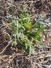 Oxytropis caespitosa