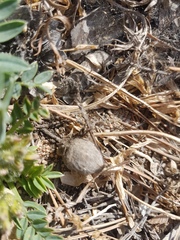 Oxytropis caespitosa