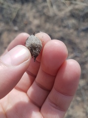 Oxytropis caespitosa