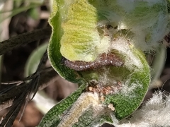 Muschampia proto