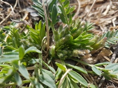 Oxytropis caespitosa