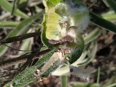 Muschampia proto