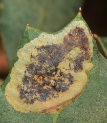 Phyllonorycter belotella