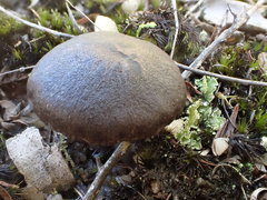 Entoloma persimile