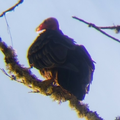 Turkey Vulture photographed in Washington