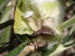 Muschampia proto