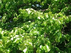 Angiospermae