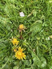 Taraxacum officinale