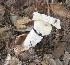 Itajahya galericulata