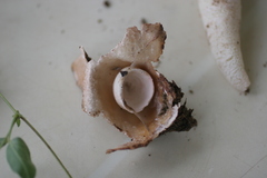 Itajahya galericulata