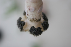 Itajahya galericulata