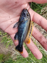 Melanochromis