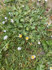 Bellis perennis