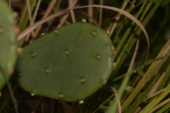 Opuntia anahuacensis